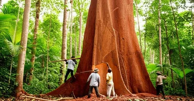 Illustration bay - Image 1