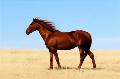 Illustration maverick