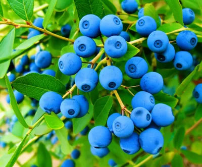 Illustration blueberries - Image 1