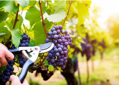 Illustration curtailing - Image 1