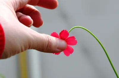 Illustration molest - Image 1