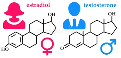Illustration hormone - Image 2