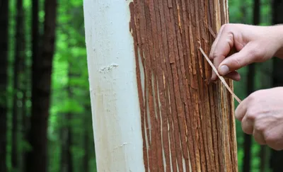 Illustration barks - Image 1