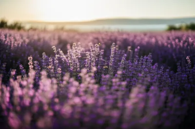 Illustration balmy - Image 1