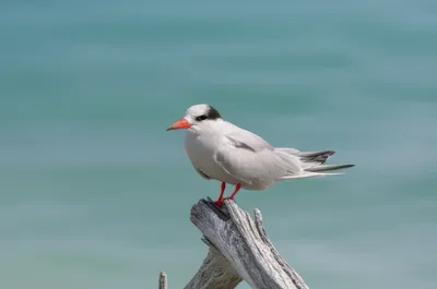 Illustration pearls - Image 1