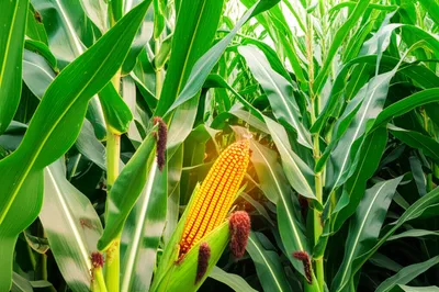 Hình ảnh minh họa economic rents - Ảnh 1