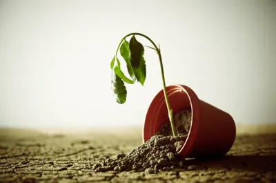 Illustration orphan - Image 1