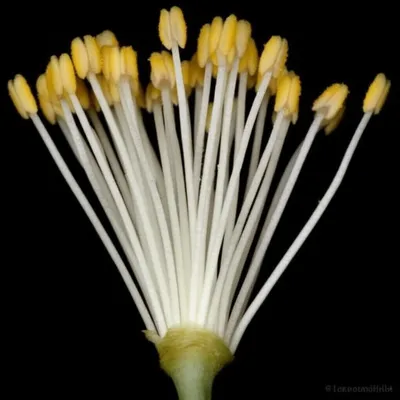 Illustration phalanges - Image 1