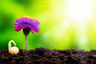 Hình ảnh minh họa begot - Ảnh 1