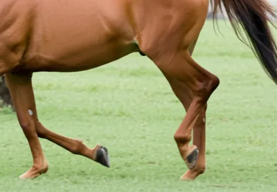 Illustration trotting - Image 1