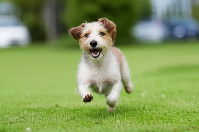 Illustration tyke - Image 1