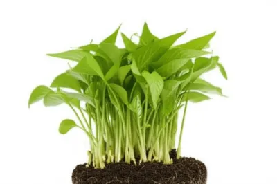 Illustration tillers - Image 1