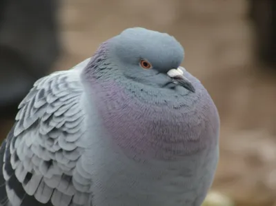 Illustration nun - Image 1