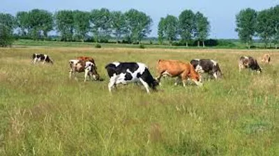 Illustration pasture - Image 2