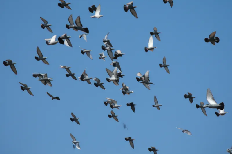 Visuelle Illustration von turner: Turteltaube, Wendehals - Bild 1