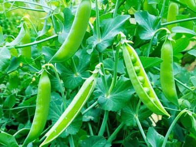 Hình ảnh minh họa podding - Ảnh 1