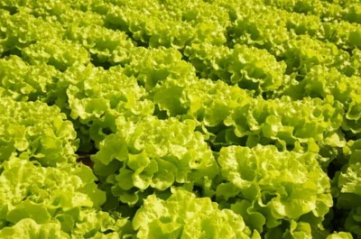 Illustration lettuces - Image 1