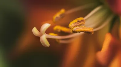 Illustration thrums - Image 1