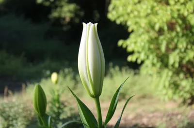 Illustration celibate - Image 1