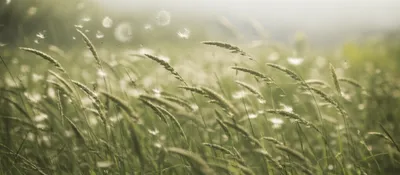 Illustration oblique - Image 1