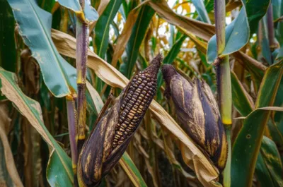 Illustration smutty - Image 1