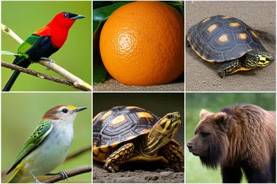 Illustration integuments