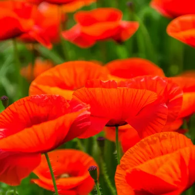 Illustration poppies - Image 1