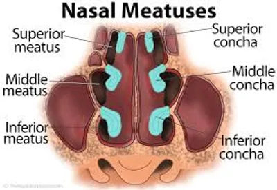 Illustration inferior - Image 3