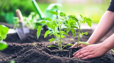 Illustration hill - Image 1