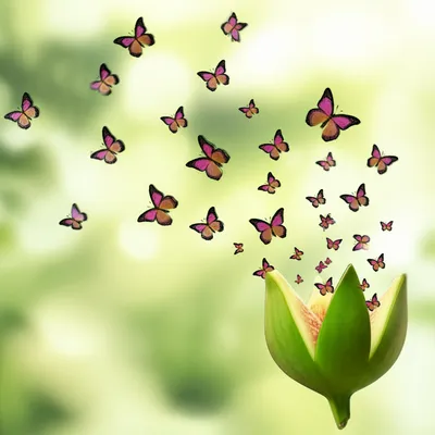 Illustration fig - Image 1