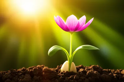 Illustration begotten - Image 1