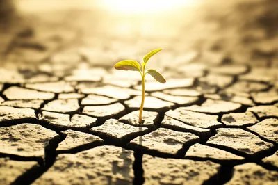 Illustration meager - Image 1