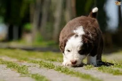 Illustration scent - Image 2