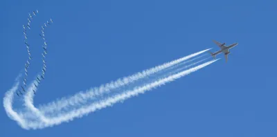 Illustration birds - Image 1