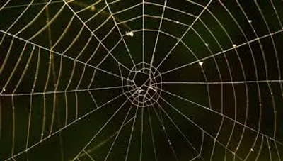 Illustration network - Image 3