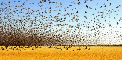 Illustration flocks - Image 1