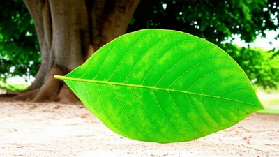 Illustration detachment - Image 1