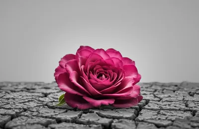 Illustration pall - Image 1