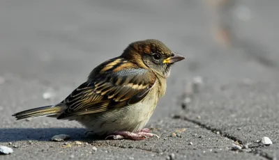 Illustration pitifully - Image 1