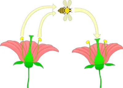 Illustration pollination - Image 2