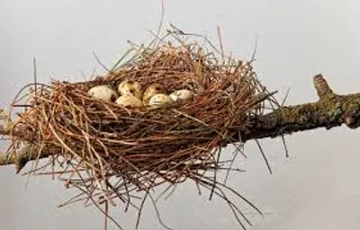Illustration nest - Image 2
