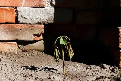 Illustration backcast - Image 1