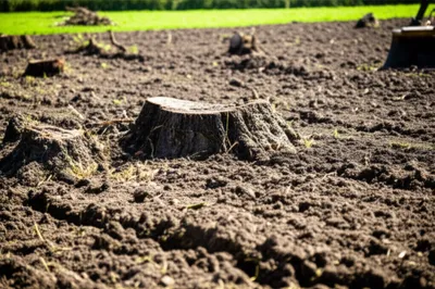 Illustration extirpate