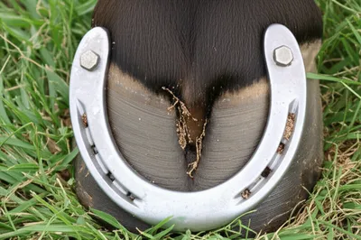 Illustration horseshoe