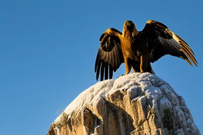 Illustration crest - Image 1