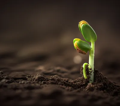 Illustration germinating - Image 1