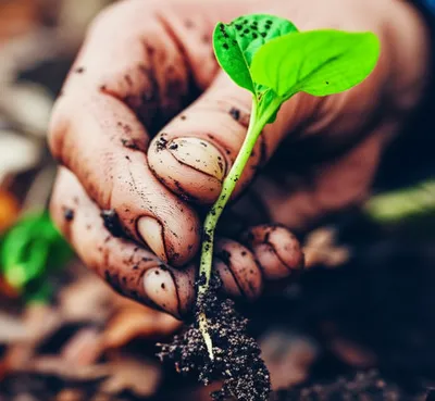 Illustration earthy - Image 1