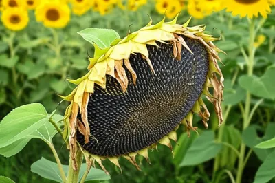 Illustration drooped - Image 1