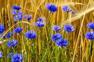Illustration cornflowers