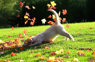 Illustration rolls - Image 1